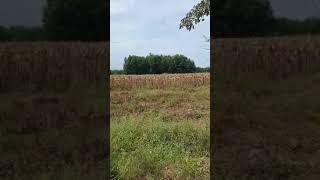 Hàm Liêm Đang Nóngbán Nhanh 2 Ha 1 Cây Trồng Thôn 2 Hàm Liêm.giá 5 Tỷ. 0346841490 Thạch