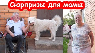 VLOG Зря ворчала. Странная женщина просит у меня котят