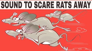 Sound To Scare Rats Away | ONE HOUR