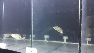 Cá nóc mõm chai. Loài cá nóc nước ngọt lớn nhất hệ sông Mekong.  Ken Nhi Shop.