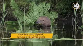 Kunduz nasıl baraj yapar?