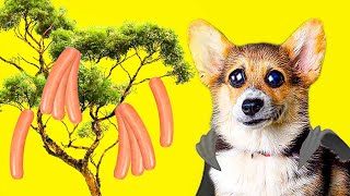 У Нас Выросло Сосисочное Дерево!! (Корги Кекс) Говорящая Собака