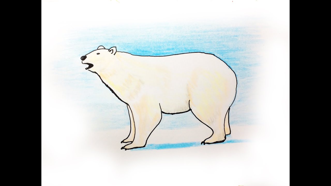 Vẽ tranh đề tài các con vật - Vẽ con Gấu Bắc Cực/How to draw polar ...