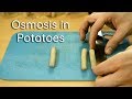 Osmosis and Potato Experiment Quiz