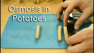 Osmosis in Potato Strips  Bio Lab