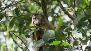 The Wild World of Brazil’s Monkeys 🐒 | Monkey Garden