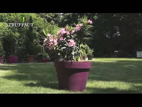 planter un laurier rose en pot