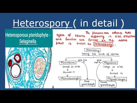 Video: Wat is heterosporie in het kort over de betekenis ervan?
