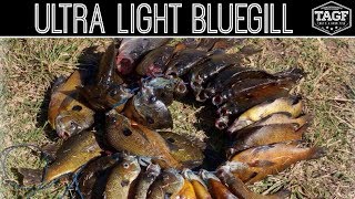 Ultra Light Fly Fishing for SPAWNING Bluegill! LIVE CRICKETS!