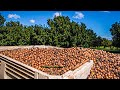 Macadamia nuts harvesting process  modern macadamia harvesting machine  macadamia nuts processing