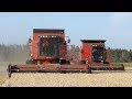 Case IH 1680 & 2188 Axial-Flow Working Together Harvesting The Fields | Nostalgia | DK Agriculture