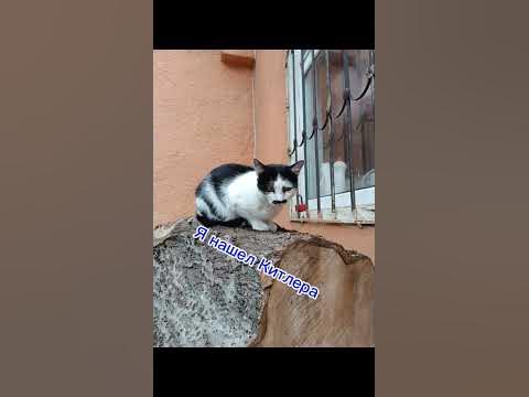 Китлер🐱🐱🐱 - YouTube