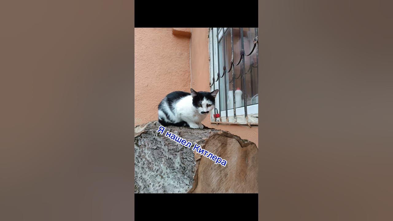 Китлер🐱🐱🐱 - YouTube