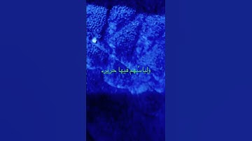 ماتيسر من سورة الحج، تلاوه القاريء/ نواف محمود بصفر.