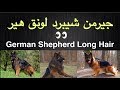 German Shepherd Long Hair  👌🏼👌🏼 الجيرمن شيبرد لونق هير