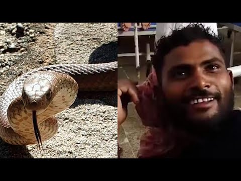 Индиец трижды укусил напавшую на него змею, рептилия умерла