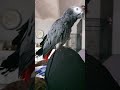 il mio pappagallo cenerino
