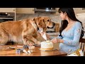 金毛超懂照顧!日常互動滿滿都是愛~~#萌宠出道计划 #funny #饲养员日常 #cute #黃狗 #宠物 #baby #animals #dog