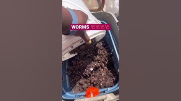 Making a worm bin #compost #vermicompost #composting #vermicomposting  #short #shorts #wormbin