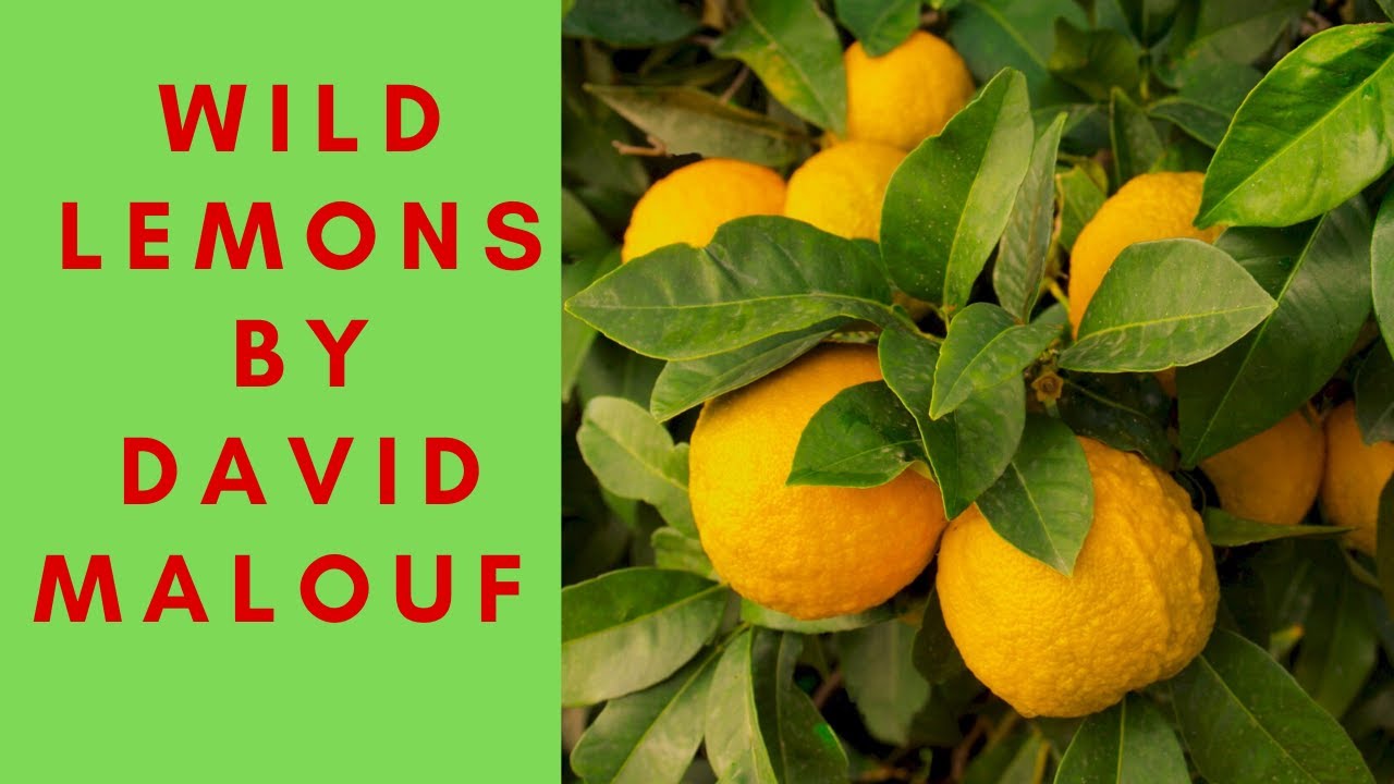 Wild lemons By David Malouf Summary And Critical Analysis In Hindi - YouTube