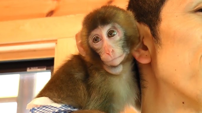 メッチャ可愛い赤ちゃん猿 きぬ 特別編 Very Cute Baby Monkey Kinu Summary Youtube メッチャ可愛い赤ちゃん猿 きぬ 特別編 Very Cute Baby Monkey Kinu Summary Youtube
