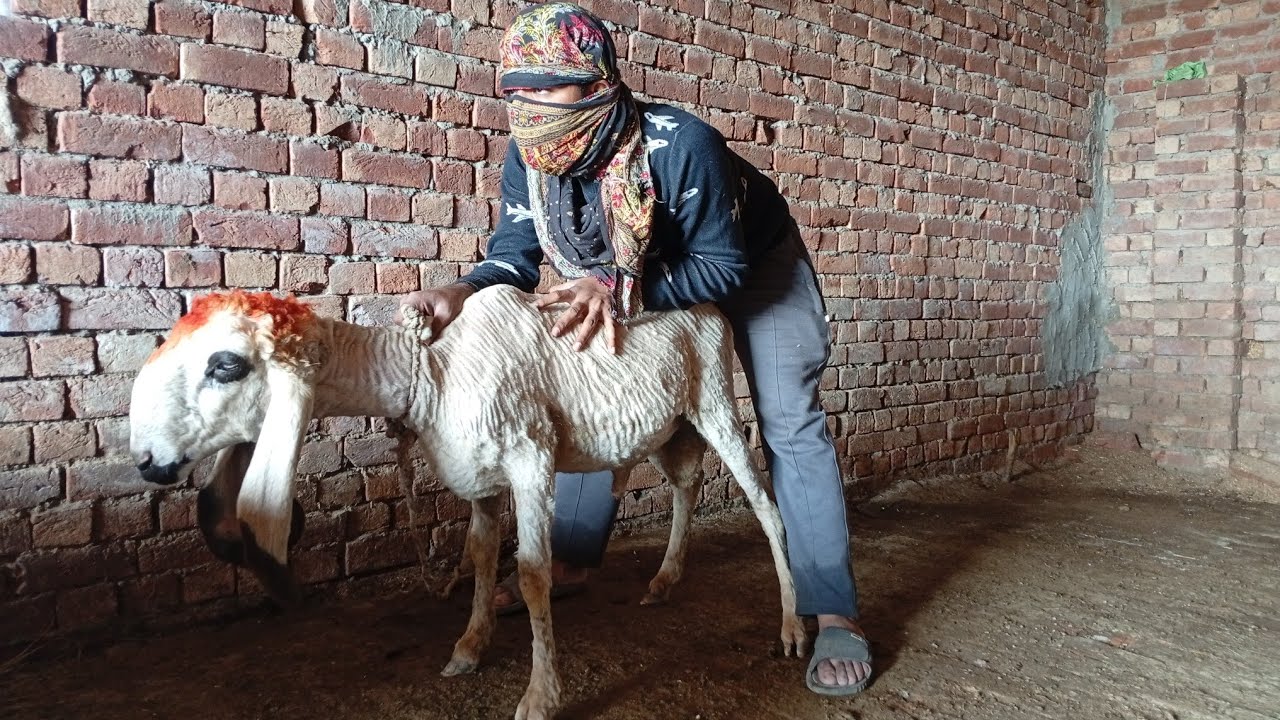 Today stupid Boy 😯 Meetup Sheep baby in Room 😂