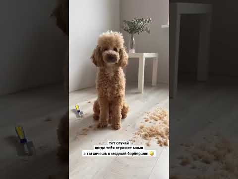 Модный барбершоп или мама? 😁 #стрижкасобак #poodle #пудель
