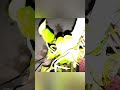 Money plant Transfer/From Water to Soil/Indoor decoration Idea"#moneyplant