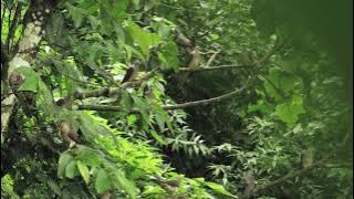 Ghosu Bird Sanctuary Nagaland