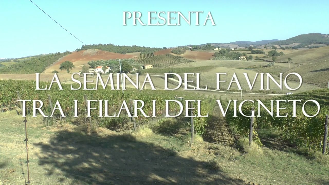 La semina del favino tra i filari del vigneto "Le Antiche Dogane" di Aldo Sara Editore