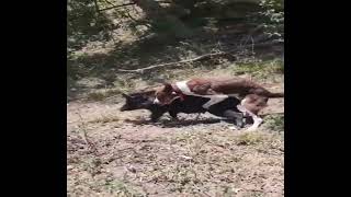 Amazing! Dog mating with Pig - Dog mating other animals