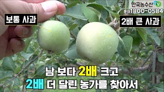 [한국농수산TV] 남들보다 2배 더 크고 2배 더 다는 과수농부를 찾아서... 경북 안동 (케이아그로 010-3522-3377)