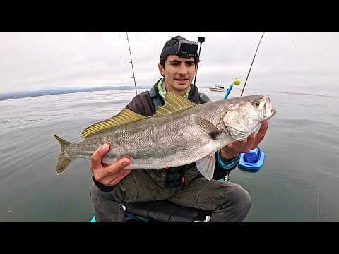 White Seabass & the WILDEST Day in Monterey Bay