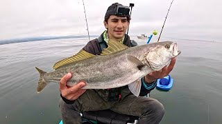 White Seabass & the WILDEST Day in Monterey Bay