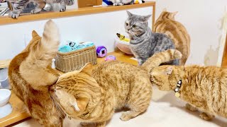 みんなのにおいを嗅いでる茶々パパの反応が...