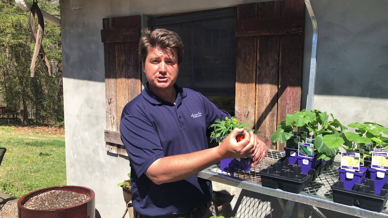 Companion plants at Lavender Fields Herb Farm