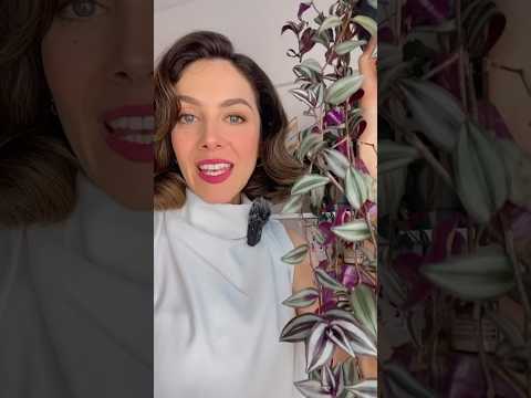 ليش نبات المكحلة ينشف ويموت وكيف نأنقذه