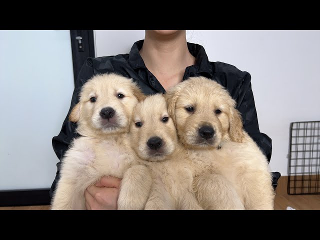 ライブLive」44日目のゴールデンレトリバー子犬の様子をライブします