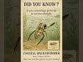 Coastal Backswimmer Infographic
