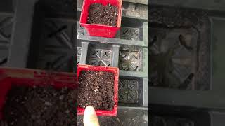 Planting Lachusa seeds.