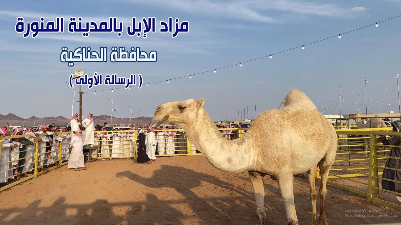 مزاد الإبل بالمدينة المنورة - محافظة الحناكية ( الرسالة الأولى )