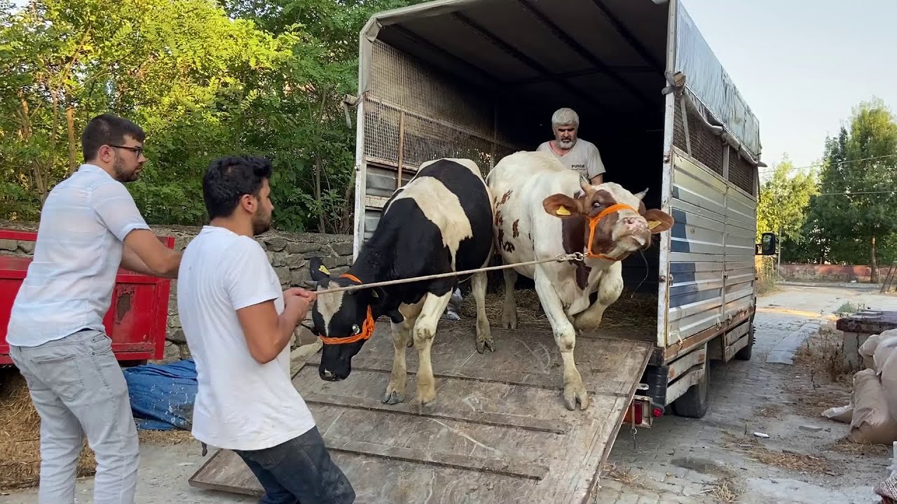 МЫ КУПИЛИ НОВЫЙ Курбани / КУРБАНСКАЯ ВЫГРУЗКА ЖИВОТНЫХ 2023 ГОДА