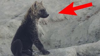 Real Wild Hyena CUBS Video From Africa