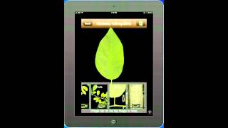 Leaf Snap screenshot 3