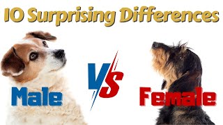 Male Dog vs Female Dog 10 Surprising Differences