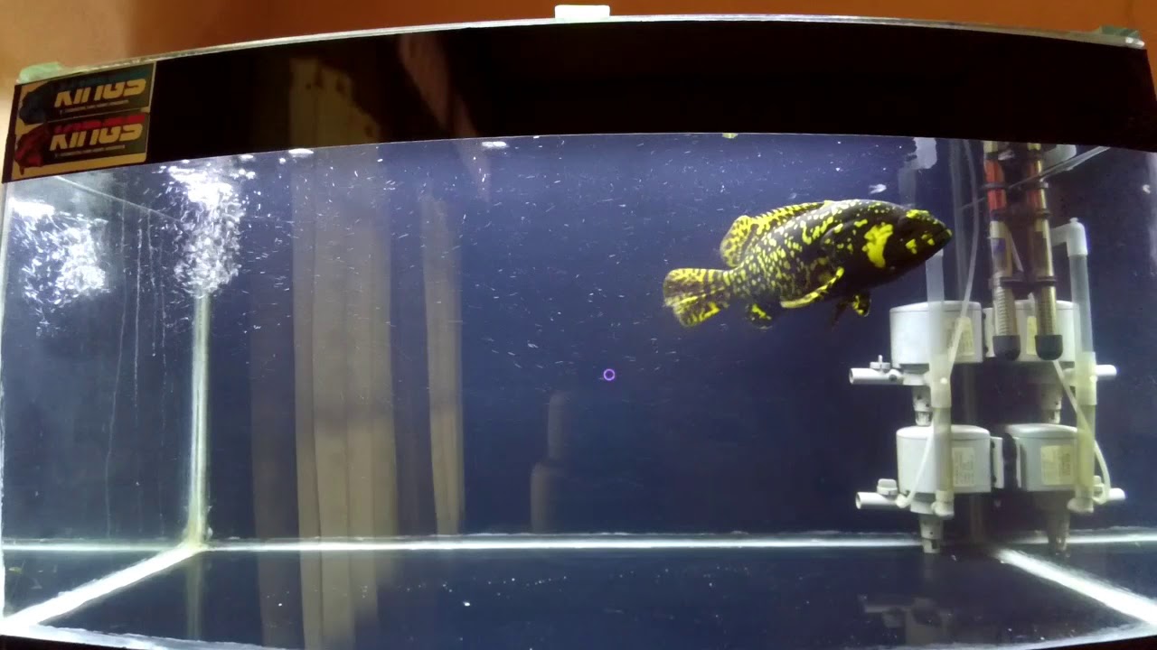 freshwater grouper for sale