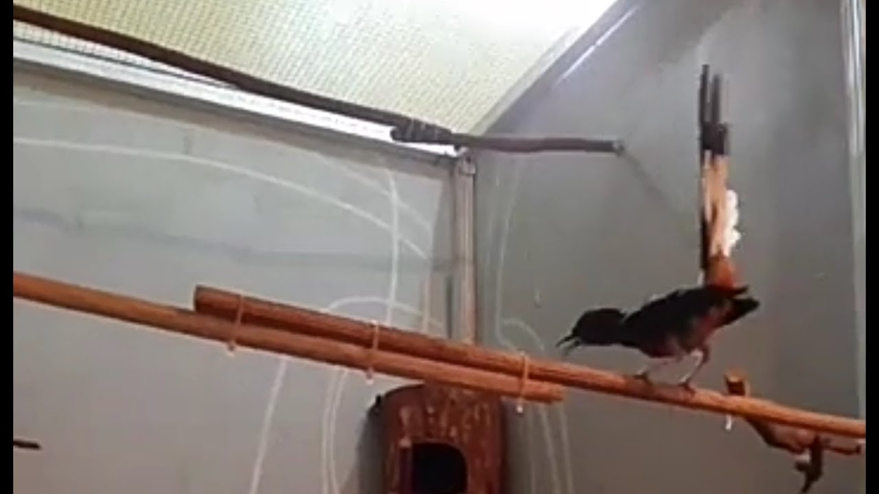 Burung murai batu gacor 
