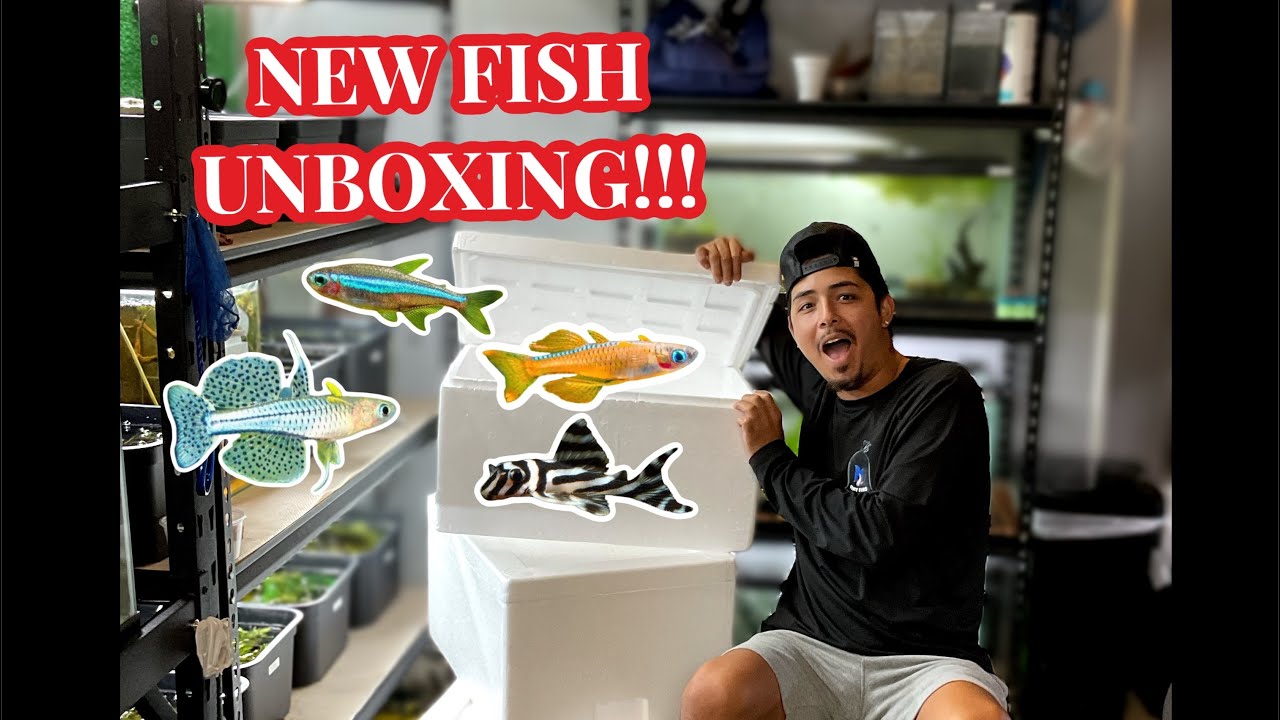 NEW AQUARIUM FISH UNBOXING!!! - YouTube
