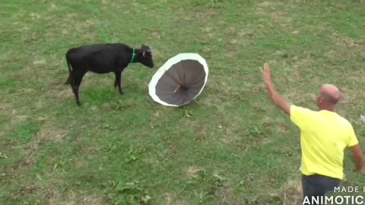 Bezerrada em São Brás 2023