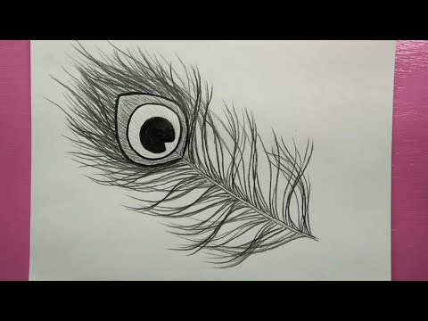 Drawing peacock feathers – Halifax Art Society